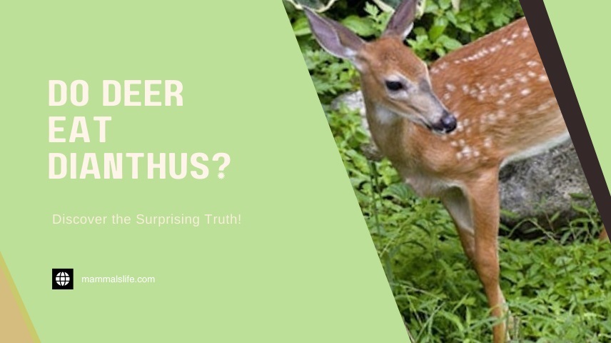 Do Deer Eat Dianthus