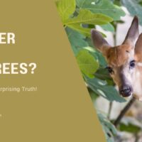 Do Deer Eat Fig Trees