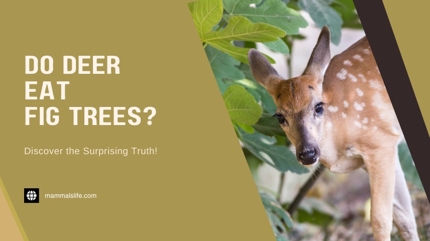 Do Deer Eat Fig Trees