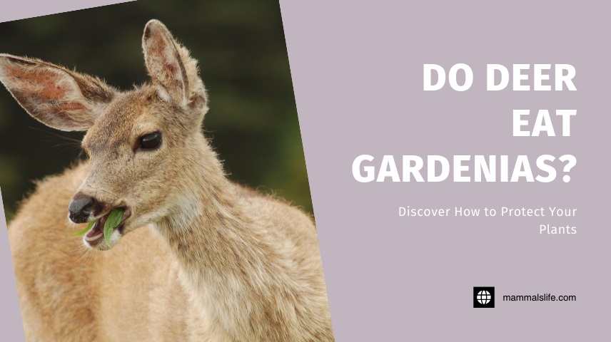 Do Deer Eat Gardenias