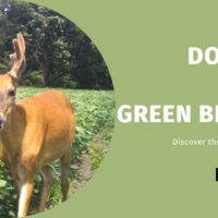 Do Deer Eat Green Beans