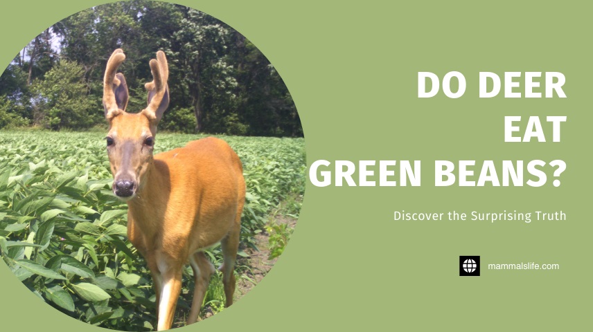 Do Deer Eat Green Beans