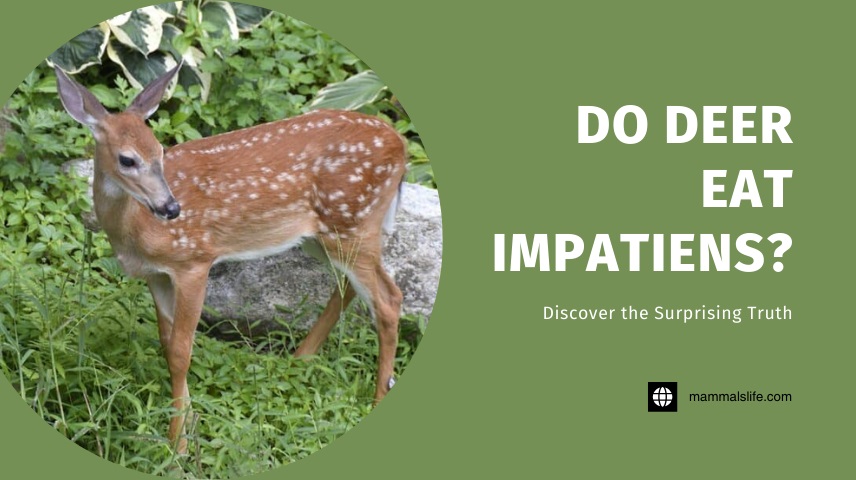 Do Deer Eat Impatiens