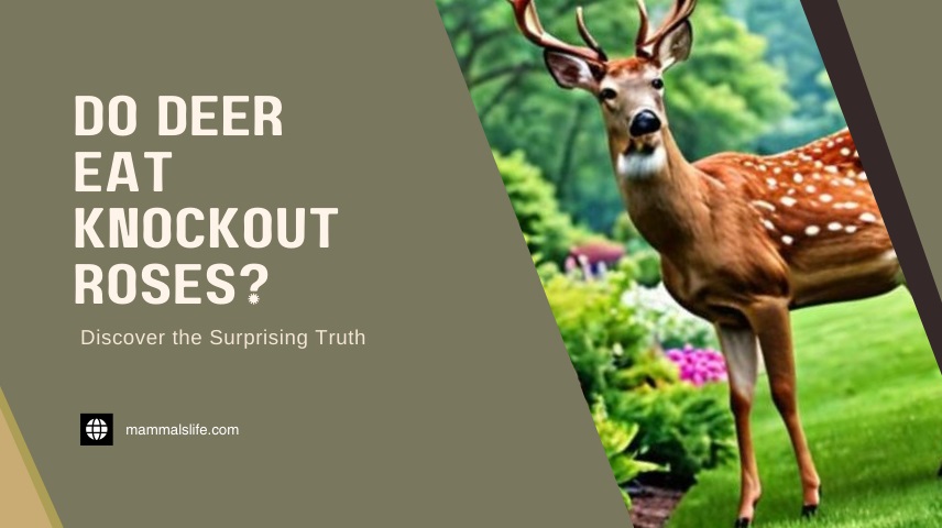 Do Deer Eat Knockout Roses