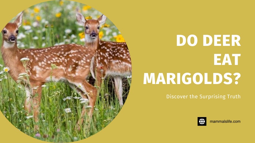 Do Deer Eat Marigolds