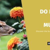 Do Deer Eat Mums