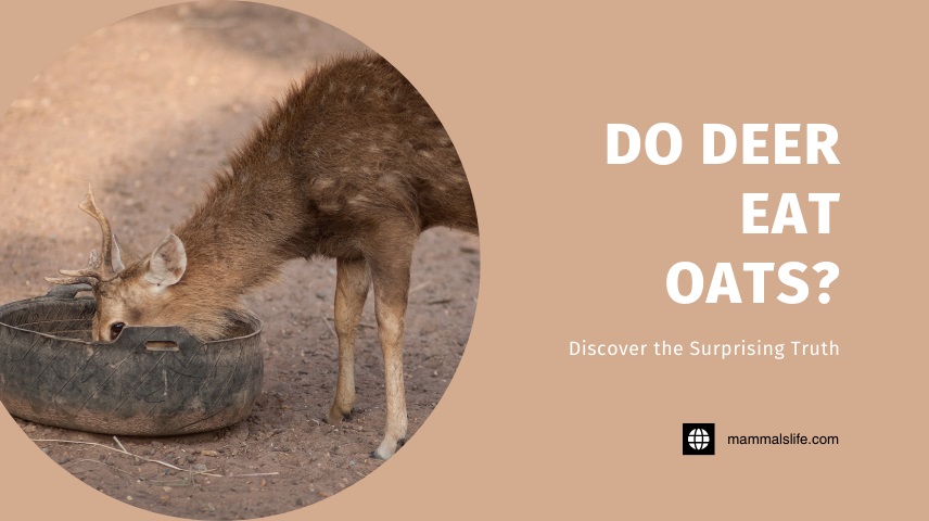 Do Deer Eat Oats