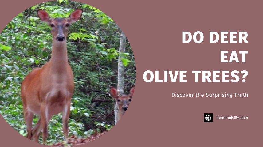 Do Deer Eat Olive Trees