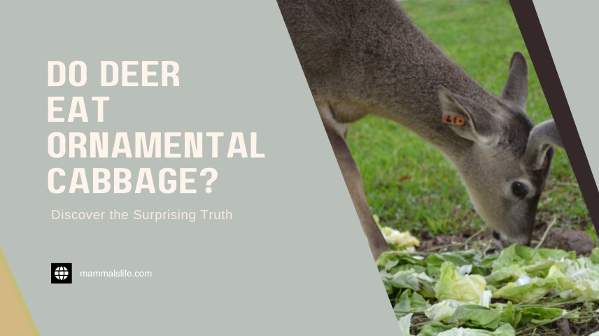 Do Deer Eat Ornamental Cabbage