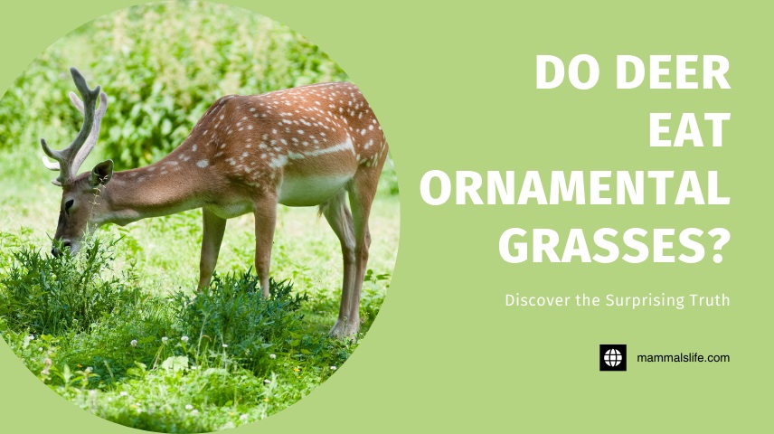 Do Deer Eat Ornamental Grasses