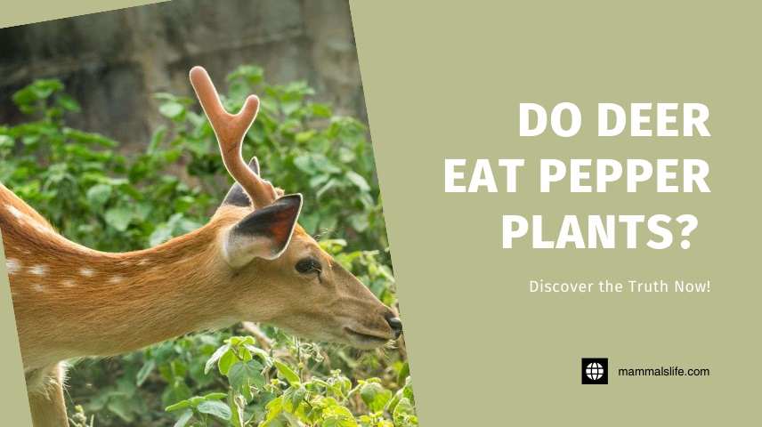 Do Deer Eat Pepper Plants