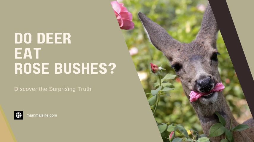 Do Deer Eat Rose Bushes