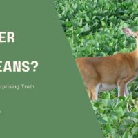 Do Deer Eat Soybeans