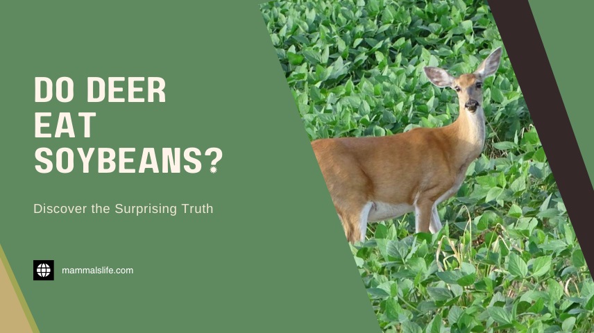 Do Deer Eat Soybeans