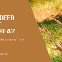 Do Deer Eat Spirea