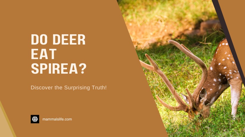 Do Deer Eat Spirea