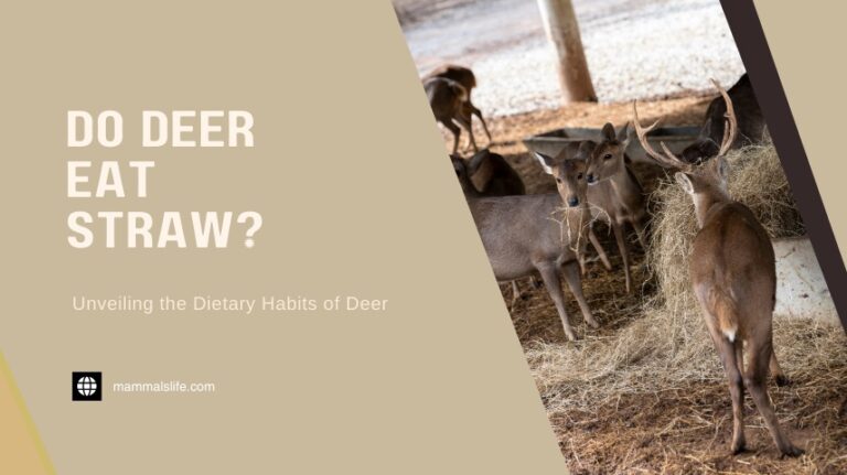 Do Deer Eat Straw? Unveiling The Dietary Habits Of Deer - Mammalslife