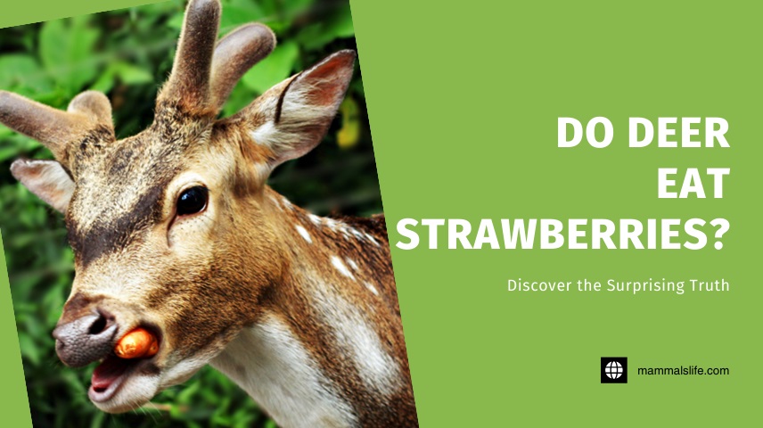 Do Deer Eat Strawberries