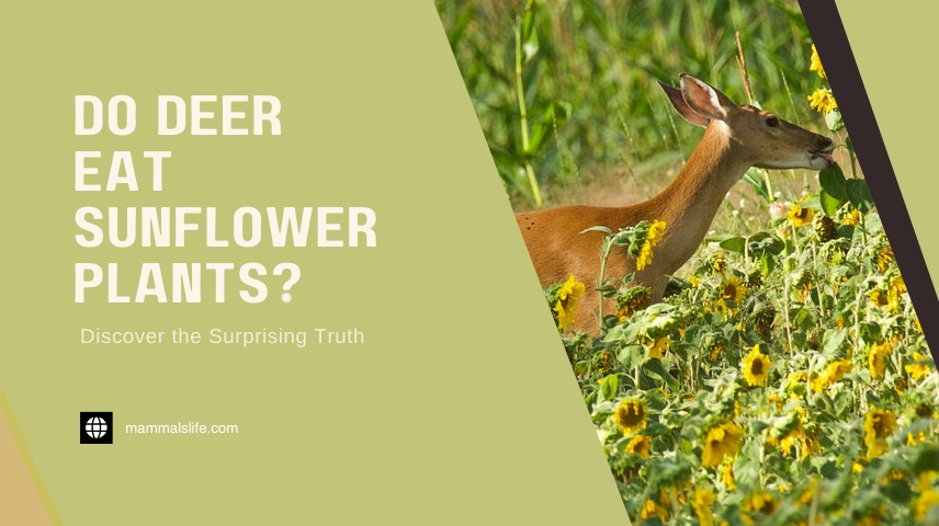 Do Deer Eat Sunflower Plants