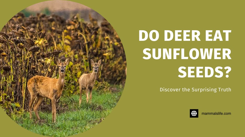 Do Deer Eat Sunflower Seeds