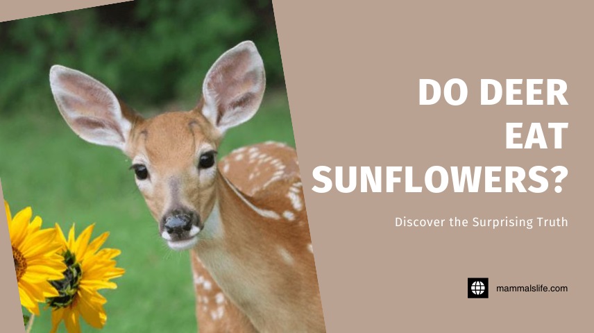 Do Deer Eat Sunflowers