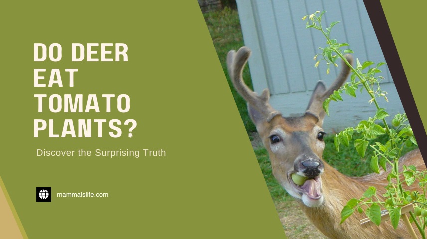 Do Deer Eat Tomato Plants