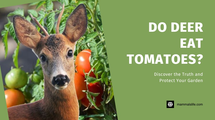 Do Deer Eat Tomatoes