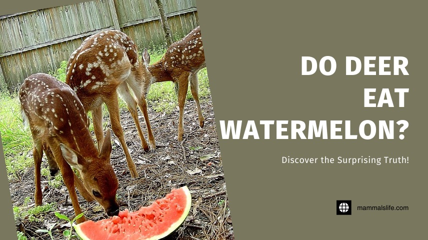 Do Deer Eat Watermelon