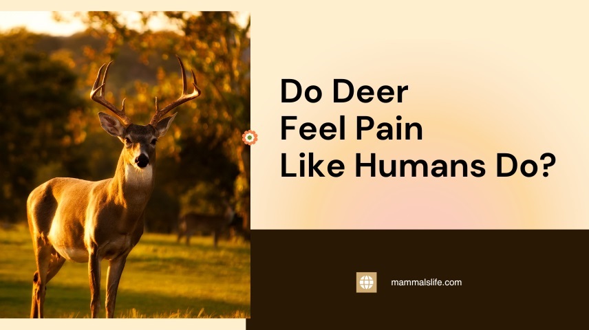 Do Deer Feel Pain Like Humans Do