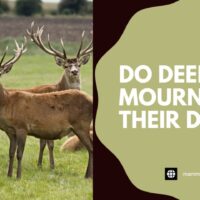 Do Deer Mourn Their Dead