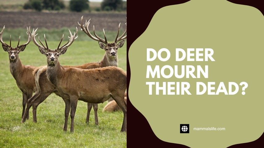 Do Deer Mourn Their Dead