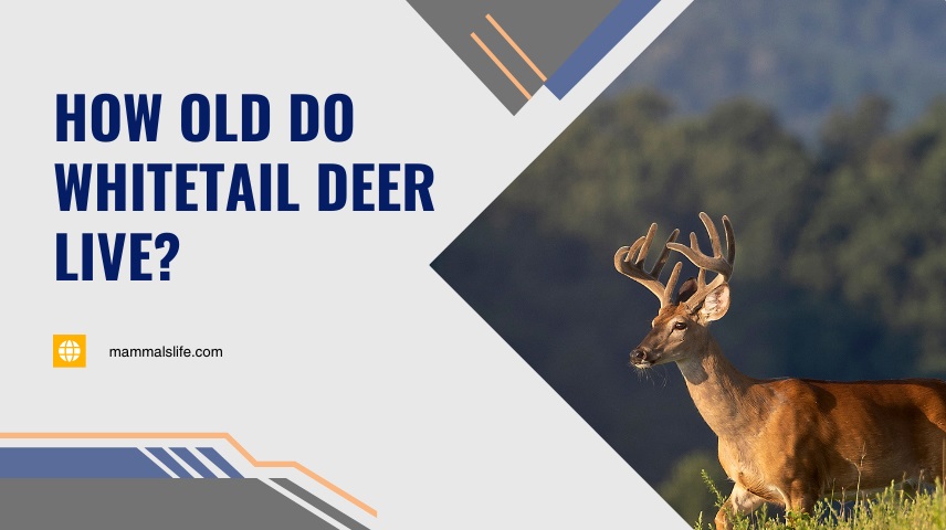 How Old Do Whitetail Deer Live