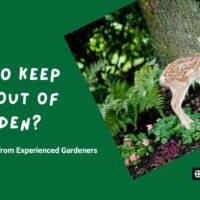 How to Keep Deer Out of Garden