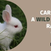 Care for a Wild Baby Rabbit