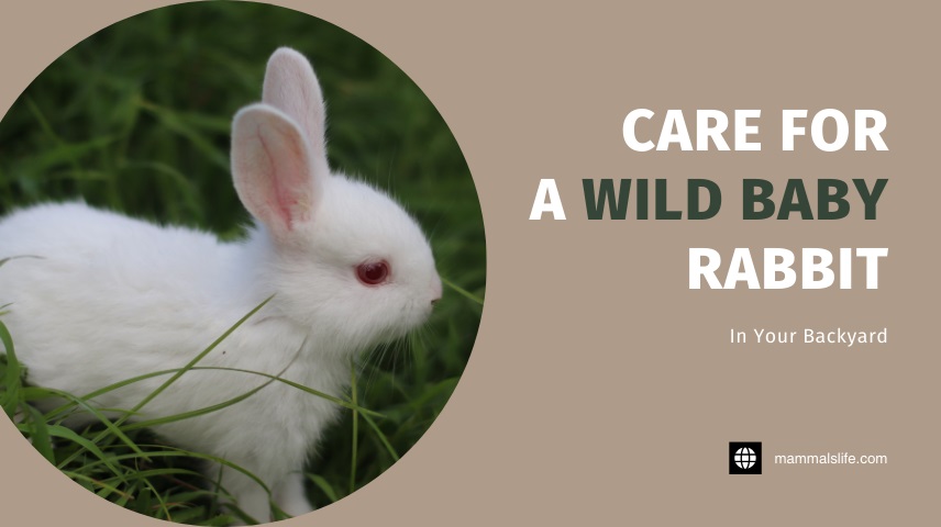 Care for a Wild Baby Rabbit