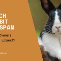 Dutch Rabbit Lifespan