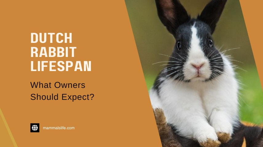 Dutch Rabbit Lifespan