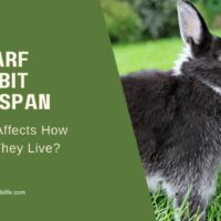 Dwarf Rabbit Lifespan