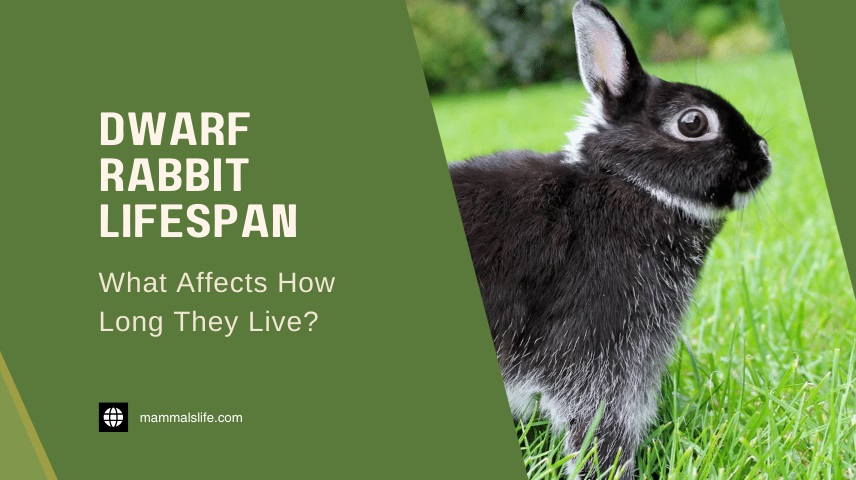 Dwarf Rabbit Lifespan