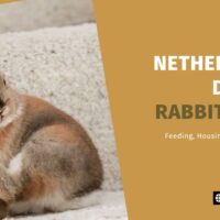 Netherland Dwarf Rabbit Care