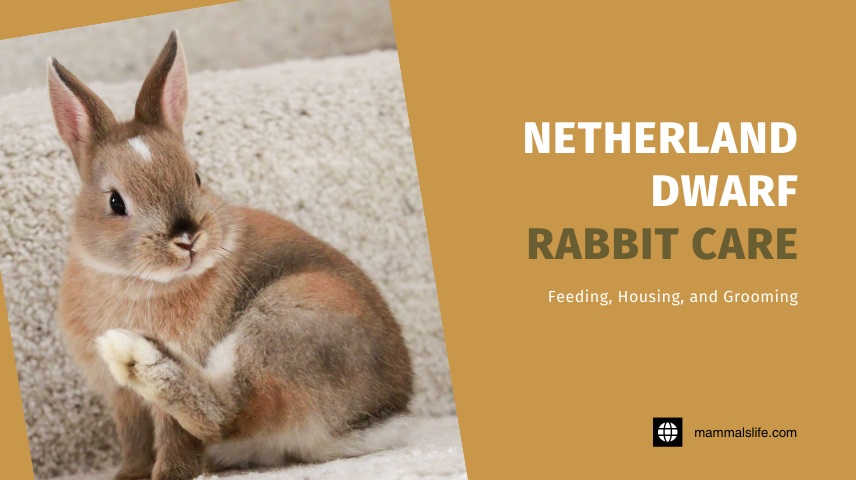 Netherland Dwarf Rabbit Care