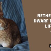 Netherland Dwarf Rabbit Lifespan