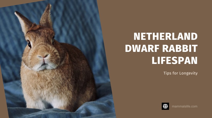 Netherland Dwarf Rabbit Lifespan