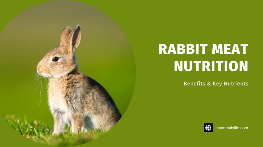 Rabbit Meat Nutrition