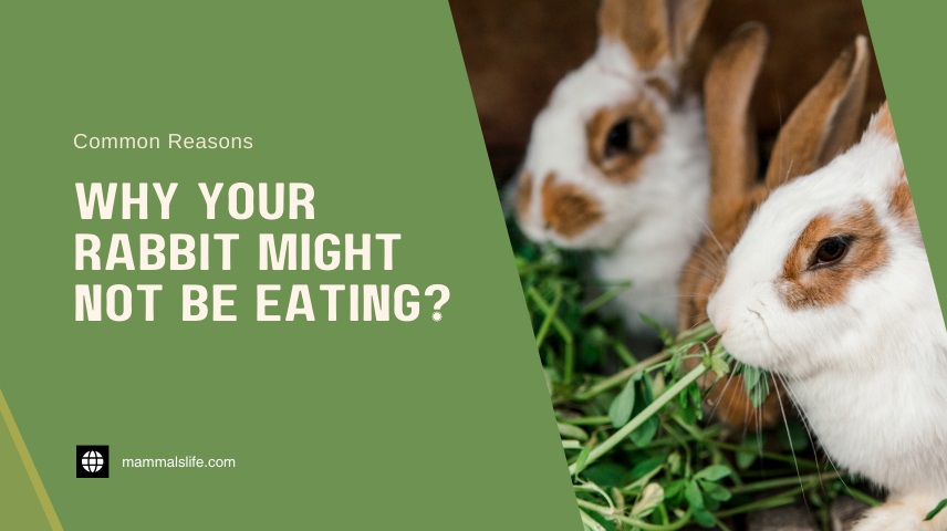 Why Your Rabbit Might Not Be Eating