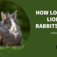 lionhead rabbit lifespan