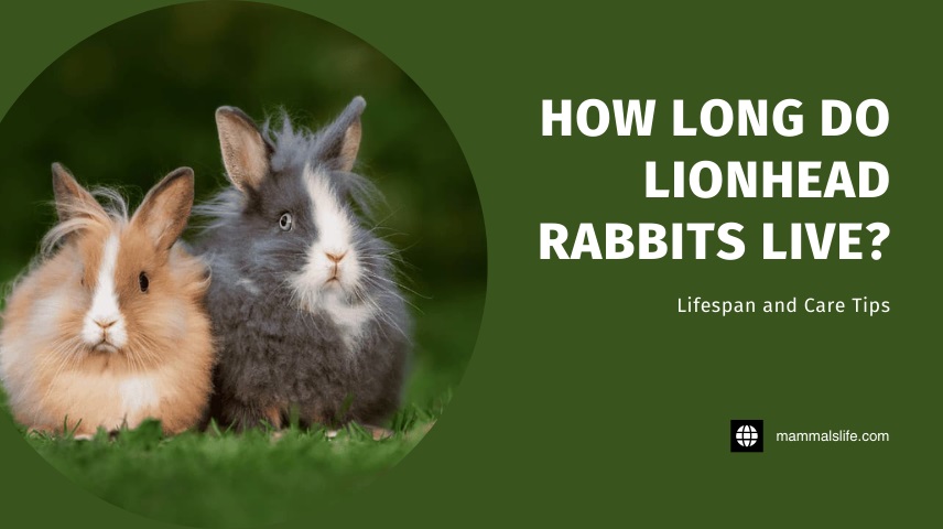 lionhead rabbit lifespan