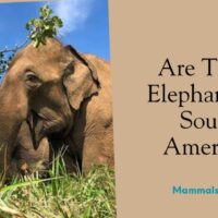 are there elephants in south america