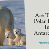 are there polar bears in antarctica