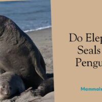 do elephant seals eat penguins